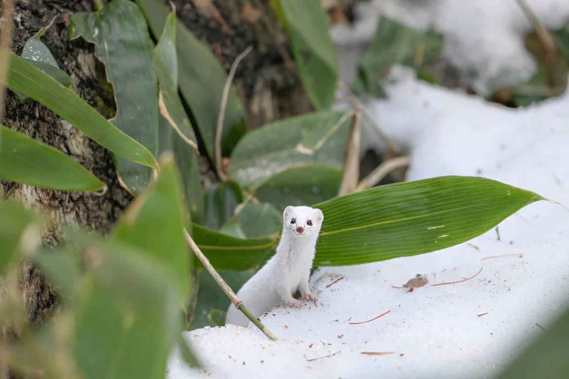 Fotografia divokého zvieraťa v snehu zachytená pomocou objektívu Nikon FX Zoom-Nikkor Z
