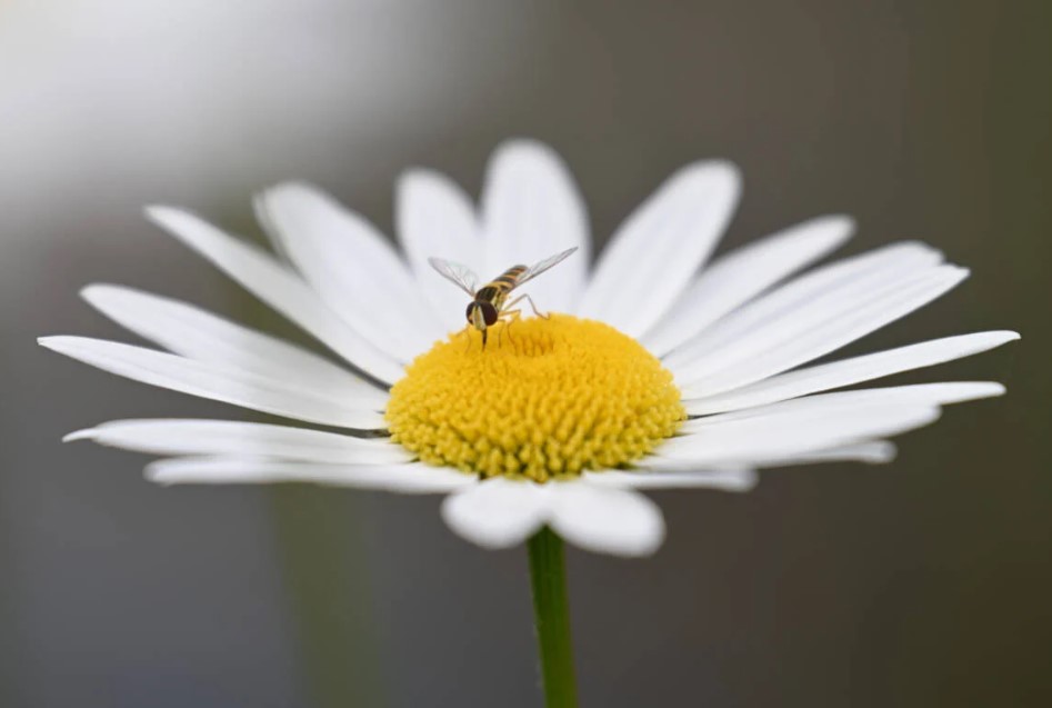 Fotografie květiny a hmyzu zachycená pomocí objektivu Nikon FX Zoom-Nikkor Z
