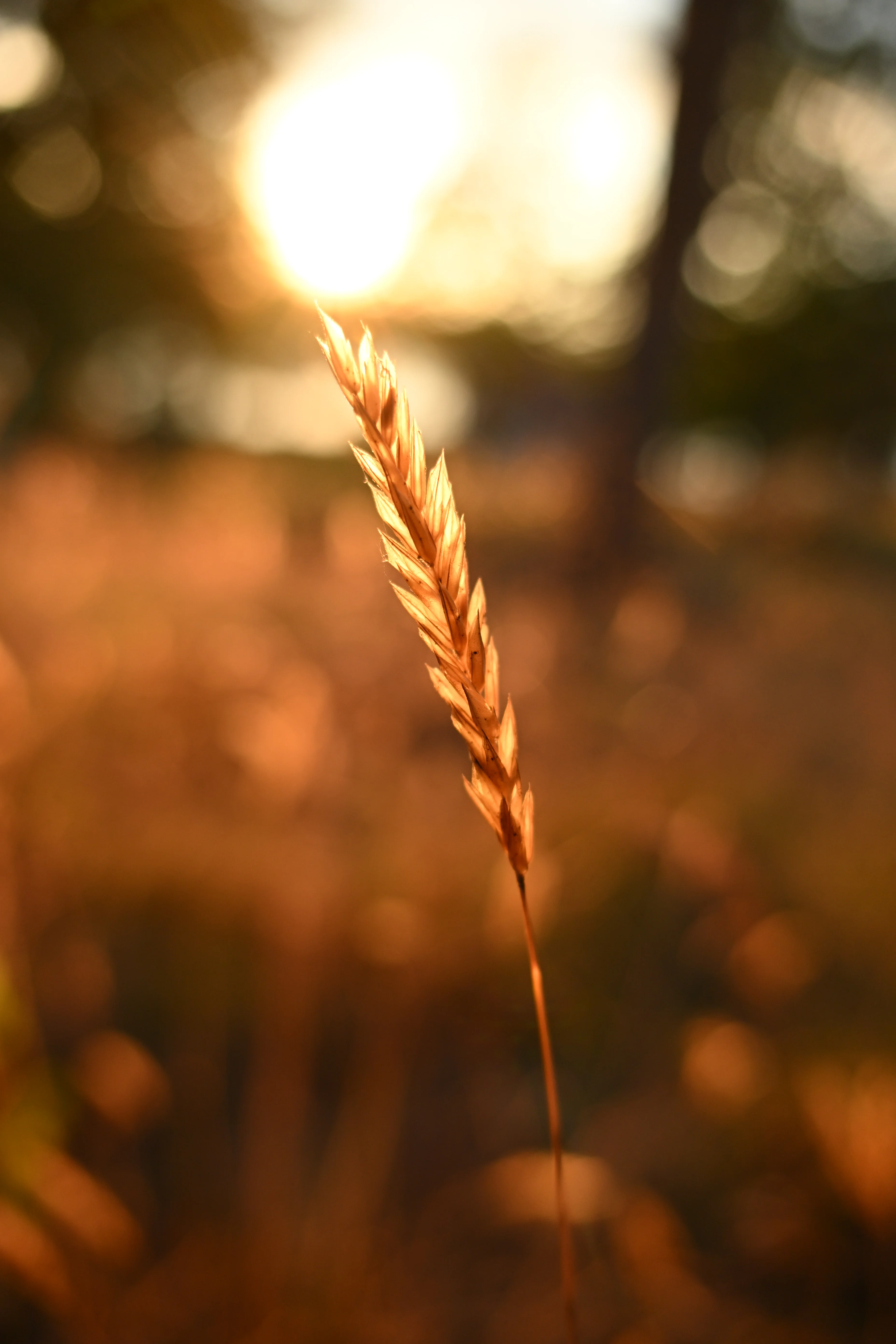 Objektiv Nikon Zoom-Nikkor Z 16-50 mm f/2.8 DX VR