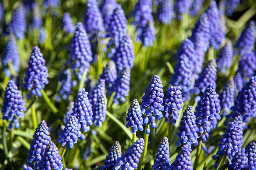 Snímek byl pořízen pomocí digitálního kompaktu Agfa Realishot DC8200.