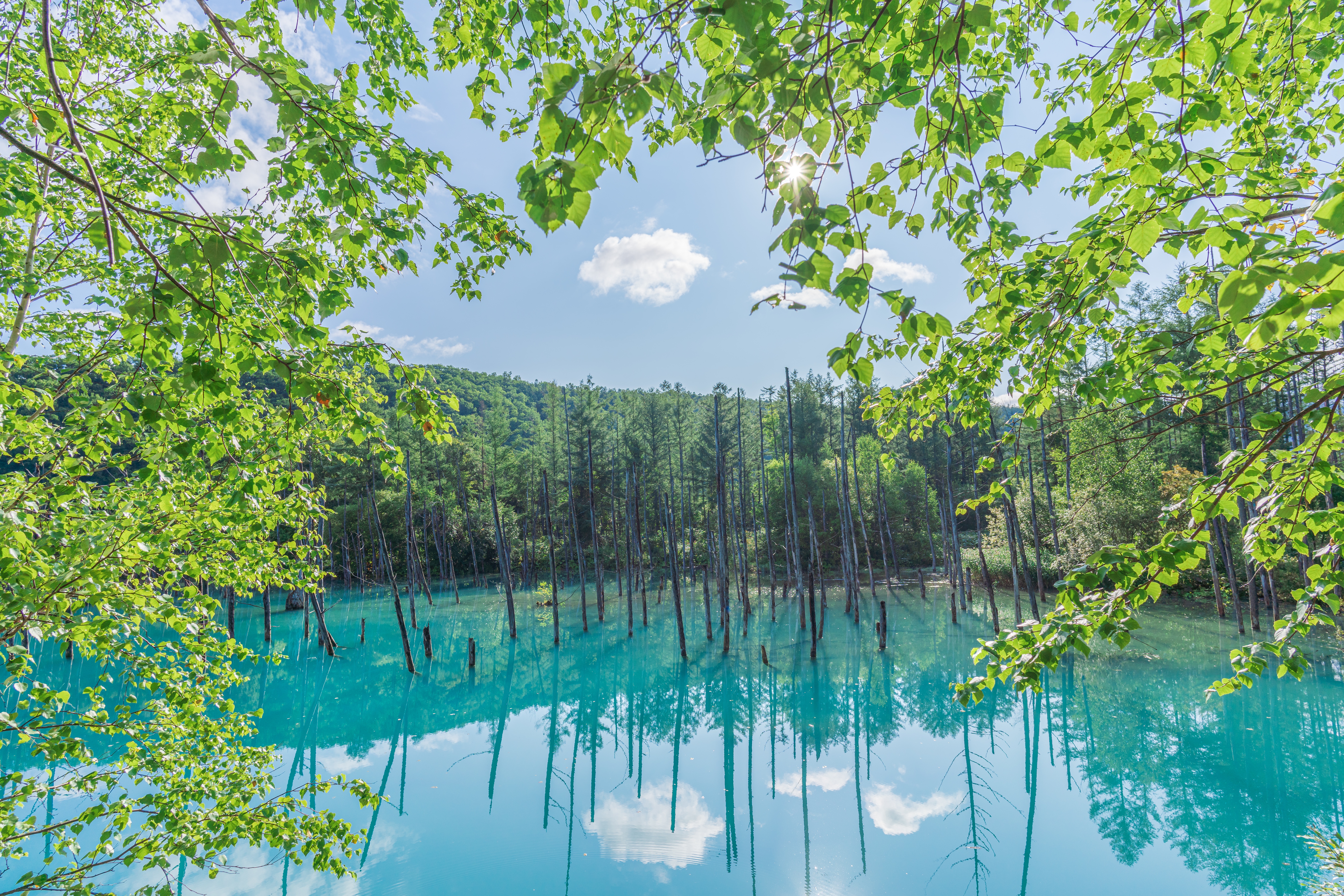 Krásná fotka lesního jezera a stromů