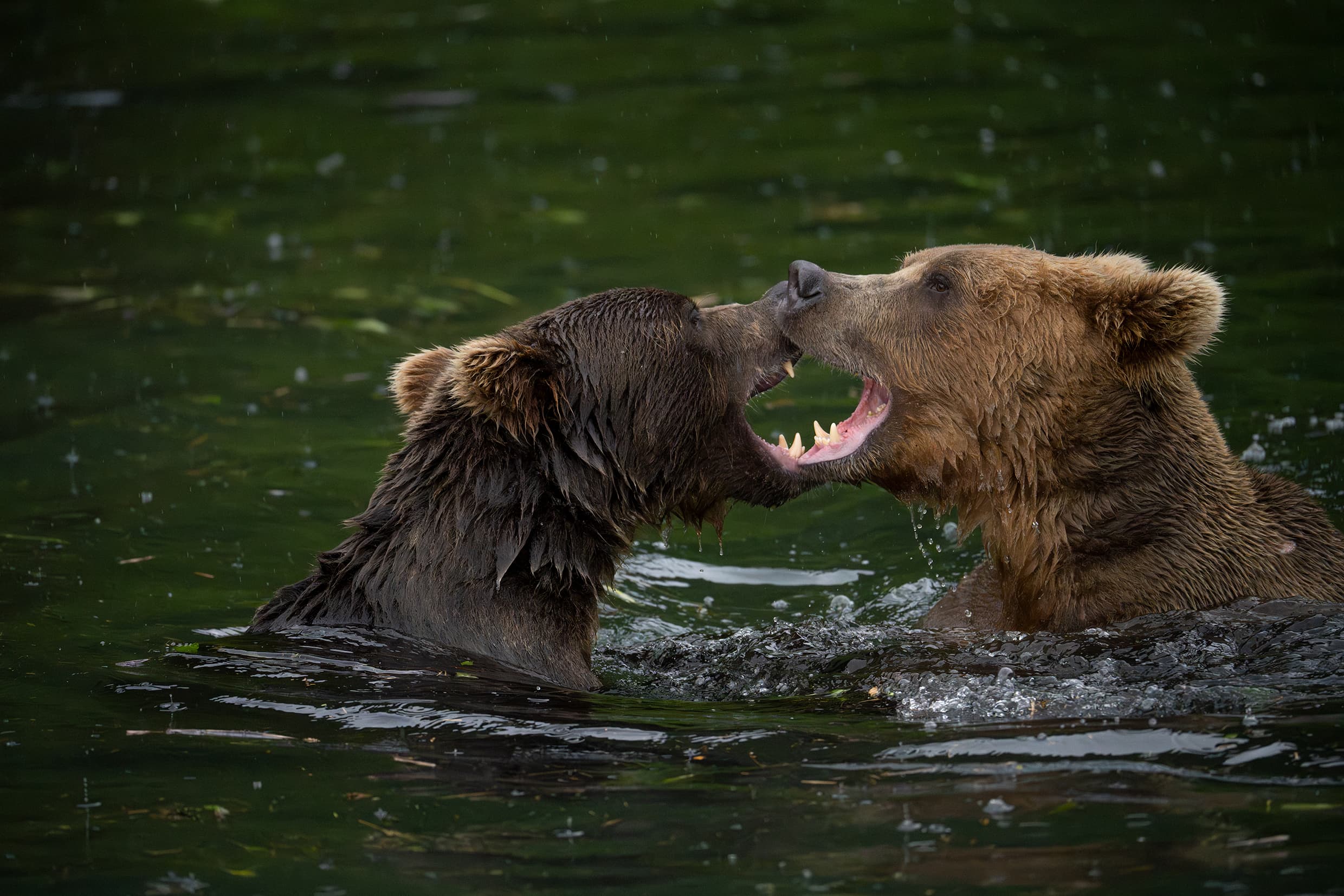 Fotka medveďov vo vode fotená pomocou objektívu Tamron 150-500mm pre Nikon Z