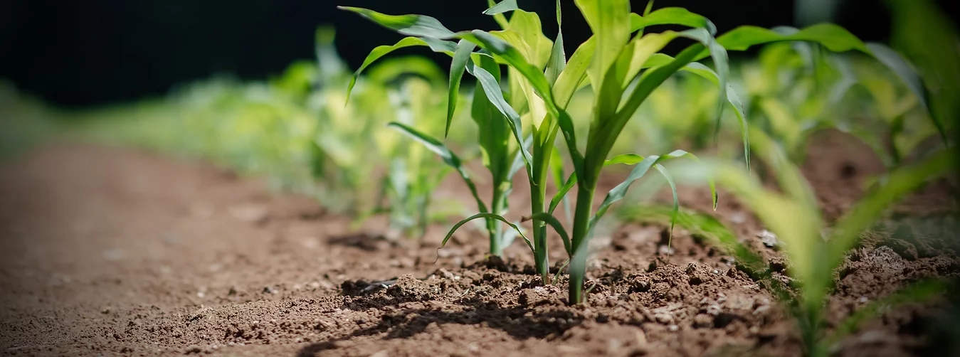 Extra jemný substrát Natura 100517A v unikátnom 10l balení slúži na výsev, presádzanie a BIO pestovanie byliniek a zeleného korenia v nádobách aj vo voľnej pôde, kedy posilňuje korene a urýchľuje rast aj bez pridaných chemikálií.